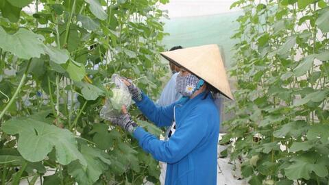 Ứng dụng khoa học và công nghệ để nông nghiệp ĐBSCL thích ứng bối cảnh mới 