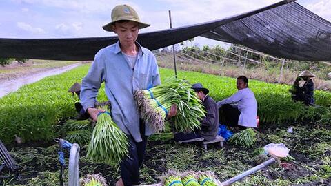 Nâng cao thu nhập bằng các mô hình trồng rau màu 