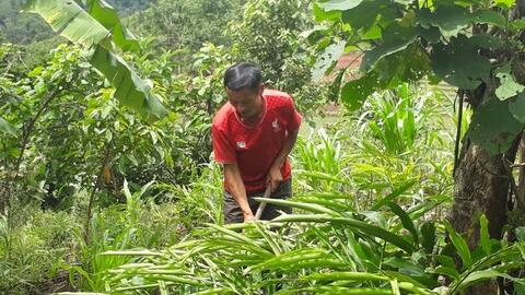 Nông thôn Tây Bắc: Phát triển kinh tế dưới tán rừng Mường Nhé