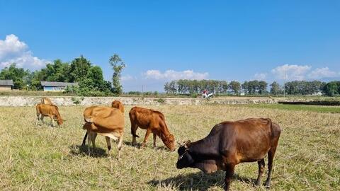 Điện Biên: Hỗ trợ giải quyết việc làm qua nguồn vốn vay ưu đãi