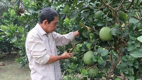 Bưởi da xanh được giá ở Tiền Giang