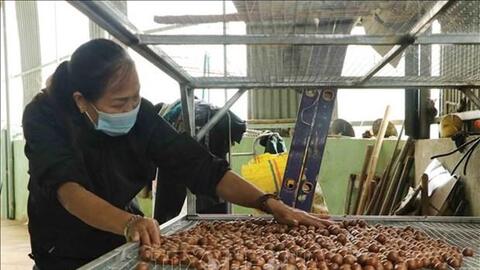 Triển vọng từ cây mắc ca ở Lai Châu