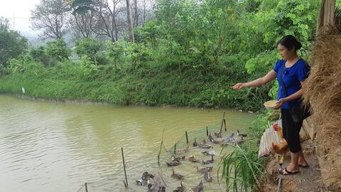 Tủa Chùa: Phát triển sản xuất gắn với tái cơ cấu ngành nông nghiệp trong xây dựng Nông thôn mới