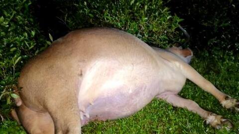 Mưa lớn gây ngập sâu nhiều diện tích lúa ở Thanh Chương