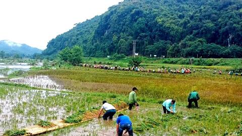 Quế Phong: Huy động lực lượng gặt lúa giúp dân chạy lụt