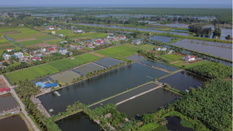 Sử dụng chế phẩm sinh học giúp tôm nuôi khỏe mạnh khi thời tiết giao mùa