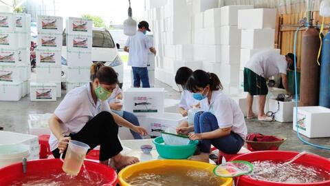 Cần ổn định và phát triển chuỗi giá trị con tôm 