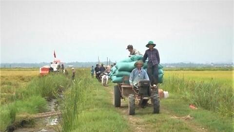 Quảng Bình: Hiệu quả từ giống lúa mới canh tác theo phương pháp hữu cơ