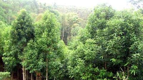 Phú Thọ phủ xanh đồi rừng bằng cây quế