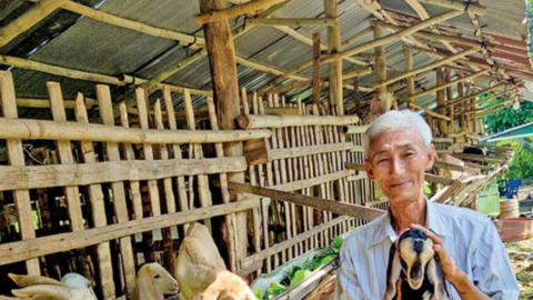 Tận dụng "cây nhà lá vườn" để nuôi dê 