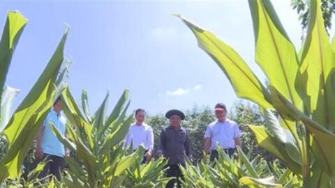 "Lấy ngắn nuôi dài" - phương pháp giúp nông dân Bình Phước cải thiện thu nhập