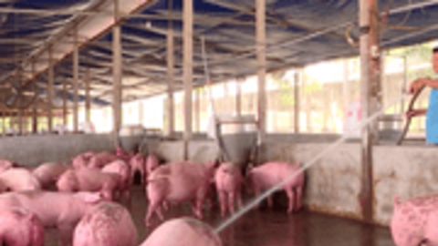 Con gà, con lợn nuôi lấy thịt cũng phải được... hạnh phúc