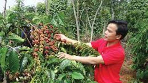 Tìm cây trồng chủ lực