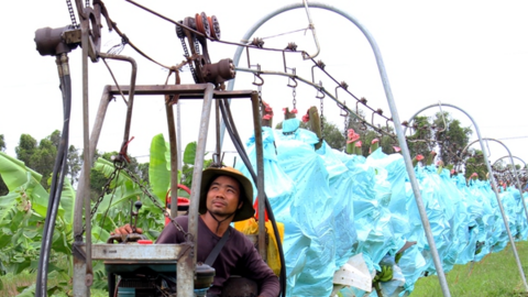 Bí quyết của "vua chuối" năng suất đạt 60 tấn/ha ở Long An