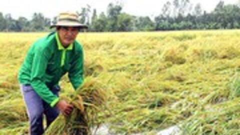 Bảo hiểm nông nghiệp: Bàn nhiều nhưng vẫn rất xa vời