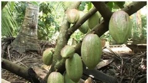 Trà Vinh khuyến khích nhân rộng mô hình trồng dừa xen ca cao