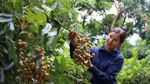 Vùng cao Yên Châu, trái ngọt thay mùa quả đắng