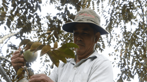 Liên kết phát triển nông nghiệp xanh, nông nghiệp tuần hoàn tại ĐBSCL 