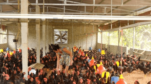 Nghệ An: Tập trung chăm sóc đàn vật nuôi phục vụ thị trường Tết