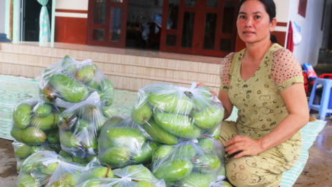 Giá xoài Đài Loan khởi sắc 