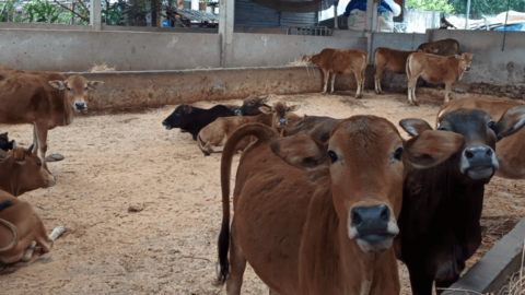 Chăn nuôi trâu, bò nhốt chuồng, bước đột phá ở xã vùng khó Sơn La