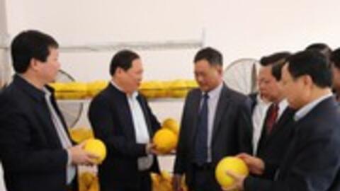 Hòa Bình: Chuyến bưởi Diễn đầu tiên xuất khẩu sang Vương Quốc Anh