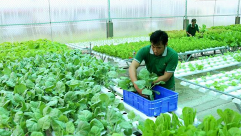 Hơn 2 tỉ đồng chọn nhà thầu thực hiện Ðề án phát triển nông nghiệp theo hướng ứng dụng công nghệ cao