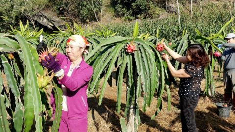 Sơn La: Mở rộng thị trường cho sản phẩm nông nghiệp