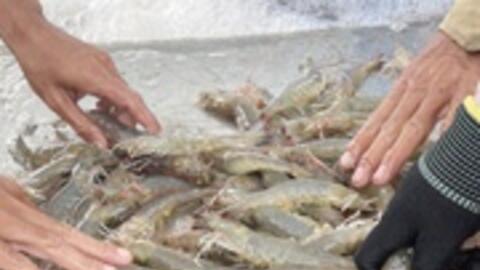 Doanh nghiệp phải cạnh tranh với tư thương mua... tôm oxy