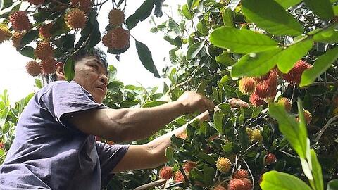 Chôm chôm nghịch mùa giá cao