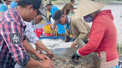 Nhiều người nuôi tôm ở miền Tây khát vốn