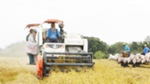 Đề án 1 triệu ha lúa chất lượng cao: Đầu tư 40.000 tỷ đồng, nông dân được vay vốn không cần thế chấp