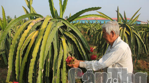 Nắm bắt xu thế, tận dụng cơ hội phát triển kinh tế nông thôn 
