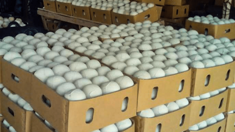 Dừa tươi muốn xuất khẩu sang Mỹ phải phân tích nguy cơ dịch hại