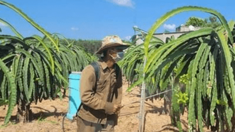 Bà Rịa-Vũng Tàu: Thanh long giá cao, nông dân phấn khởi tái đầu tư