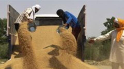 Chính phủ Ấn Độ cân nhắc gia hạn lệnh cấm xuất khẩu lúa mỳ