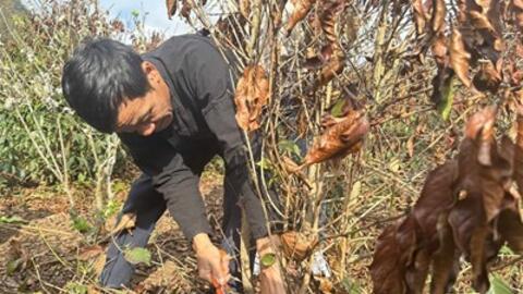 Nhiều diện tích cà phê ở Sơn La bị ảnh hưởng bởi sương muối