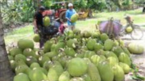 Đồng Tháp Mười: Khóm được giá, nông dân vui mừng phấn khởi