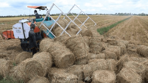 Đồng Tháp: Thêm nguồn thu từ rơm tươi sau khi thu hoạch lúa Đông Xuân