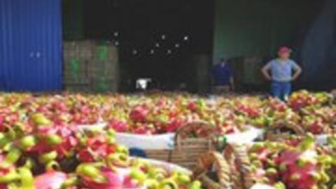 Bản quyền giống thanh long LD1: Đừng 'bỏ quên' quyền lợi của nông dân