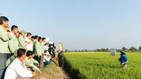 Reflect Xtra - công nghệ đột phá thời kỳ nuôi đòng 50-60 ngày sau sạ 