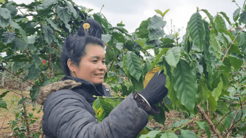 Sơn La: Phục sức hàng chục nghìn ha cà phê sau thu hoạch