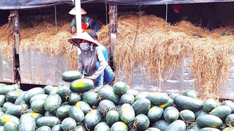 Dưa hấu giảm giá 