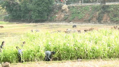 Bắc Yên (Sơn La): Sẵn sàng cho vụ xuân thắng lợi