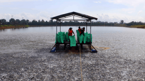 Người nuôi cá tra đạt lợi nhuận khoảng 1.000 đồng/kg 