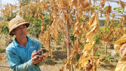 Vườn chanh dây hàng trăm triệu đồng bị kẻ xấu phá hoại