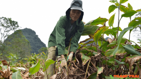 Lai Châu: Cây dong riềng “bén rễ” trên đồng đất Sùng Phài