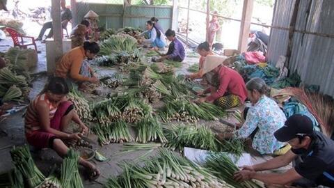 Xây dựng vùng chuyên canh sả trên đất nhiễm mặn hạ lưu sông Tiền