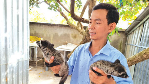 Nuôi chồn hương sinh sản thu nhập cao 