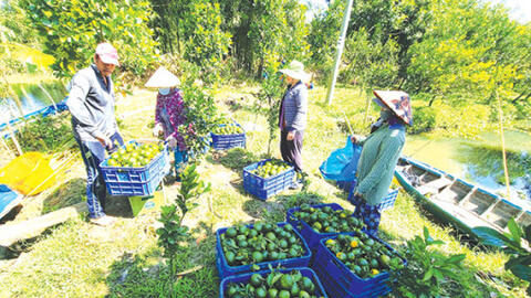 Cam sành tăng giá trở lại, giá lúa giảm nhẹ, giá cá tra tăng lên mức cao 